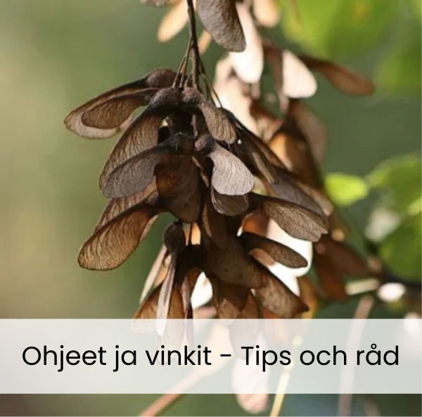 Käsittelyohje Mustilan siemenille